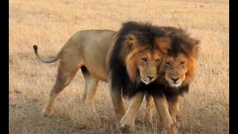 Maasai Mara Madness