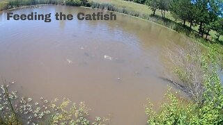 Feeding the Catfish!