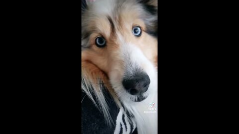 When you Love someone! EMMA THE SHELTIE