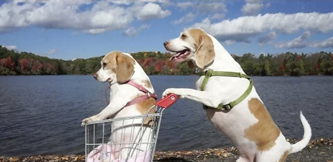 Dogs' Epic Shopping Cart Voyage: Funny Dogs Maymo & Penny