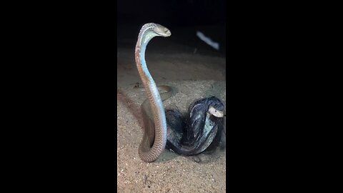 snake vs snake 🐍🐍🐍