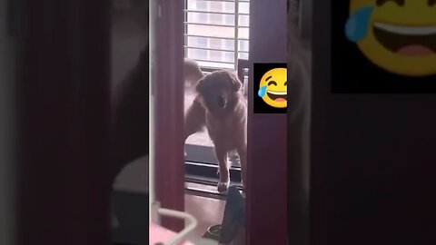 Dog Loves His Treadmill