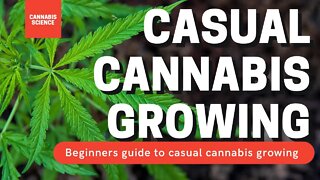 How To Grow Cannabis Outdoors. The Cannabis Growing Guide For Casual Growers | Gardening in Canada
