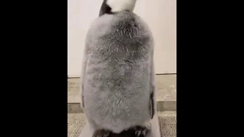 Penguin being weighed