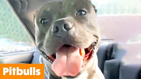Silliest Pitbull Bloopers | Funny Pet Videos