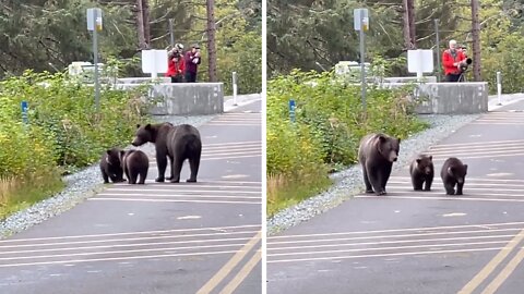 Bear cub gets swept down river, mama runs along to get him