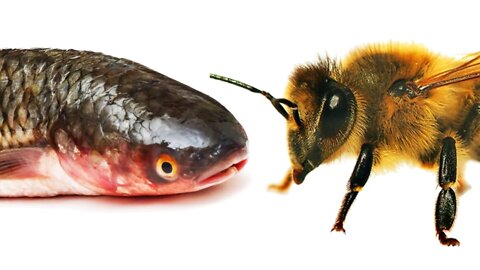 California Environmentalists: Bees Are Now Fish