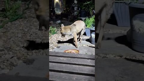 Ajax our friendly urban fox gets a surprise with a portion of 🐔 in her feed. Yummy