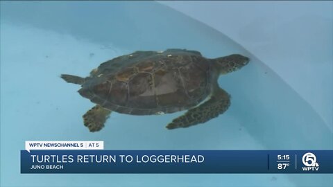 Sea turtle dies at Loggerhead Marinelife Center
