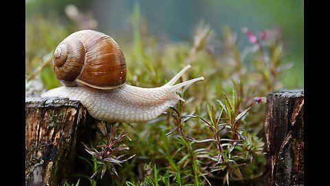 Meet the Super Slow and Super Cool Snails