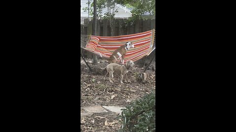 Clever dog has lofty leisure goals