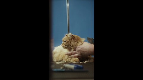 cat video