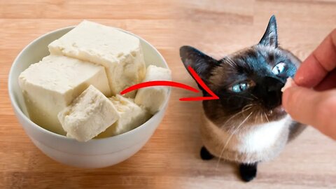 7 Human Foods Cats Can Eat