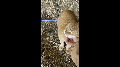 Barn Cat Meowth being lovable