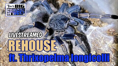 Thrixopelma longicolli (ex. Homoeomma sp. blue peru) Rehouse and Notes