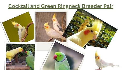 Cocktail and Green Ringneck Breeder Pair
