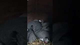 Baby guinea fowl keets shelter in goose house