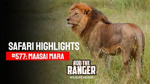 Safari Highlights #577: 26 December 2020 | Maasai Mara/Zebra Plains | Latest Wildlife Sightings