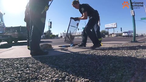 Phoenix firefighters, AHS save kitten from storm drain after two-day rescue