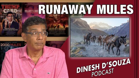 RUNAWAY MULES Dinesh D’Souza Podcast Ep344