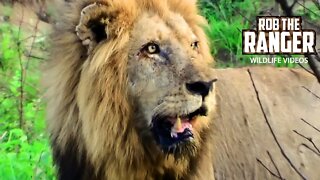 Lions Have A Buffalo For Dinner | Archive Mapogo Lion Footage