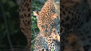Leopard Trapped In A Tree By Hyenas | Saturday #shorts