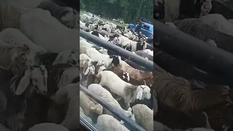 Uncut Kashmir | Kashmiri Goats | pet animals video #shorts,#youtube