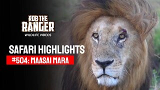 Safari Highlights #504: 04th October 2018 | Maasai Mara/Zebra Plains | Latest Wildlife Sightings