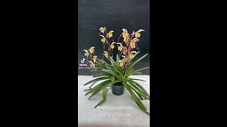 Paphiopedilum philippinense CH-19682 #paphiopedum #brown #yellow #orchid #orchidsbyhausermann