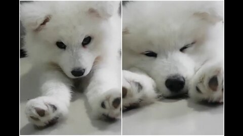 Cute Sleepy Samoyed Puppy!