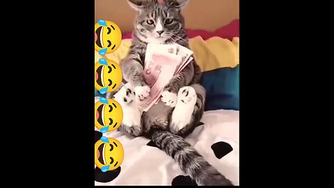 😂😂😂😂😂😂 ,#cat #rumble #viral