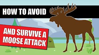 How To Deal With A Moose Encounter [WARNING SIGNS] And How To Survive