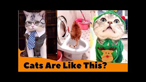 Omg! Cute cats Funny videos 2022