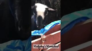 Escape goat#Goat