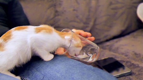 Cute little smart cat drinking from a glass