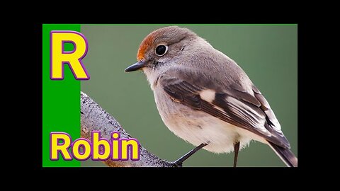 learn animals name for Toddlers | animals name with letter R | learn animals name in english