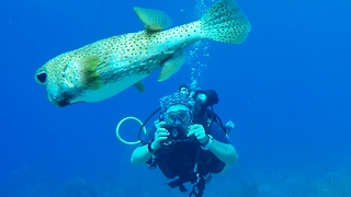 Awkward Porcupinefish is both charming & deadly poisonous