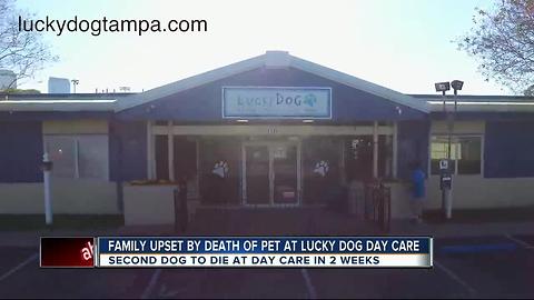 Family dog dies of heat stroke at doggy day care