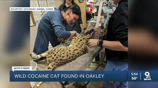 Cocaine Cat: Wild cat found in Cincinnati tests positive for cocaine
