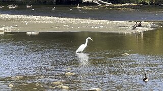White Egret, Cormorants, Ducks & Canada Geese