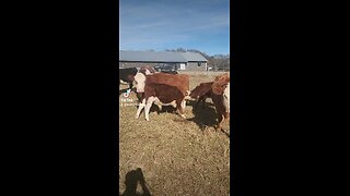 Feeding time for twin calves.