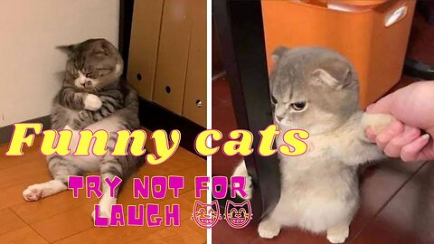 Funny Animal Videos 2023 😂 - Funniest Cats And Dogs Video 😺😍