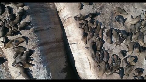 Flying Over Seals in Cape Town Camps Bay Summers Day