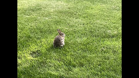 Rabbit in Backyard