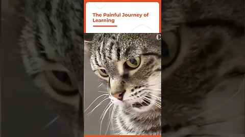 the painful journey of learning for cat