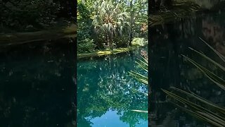 The Black Pond at Alfred B. Maclay Gardens State Park 02 #shorts