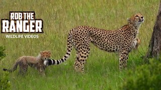 Wild Cheetah With SEVEN Cubs! | Maasai Mara Safari | Zebra Plains