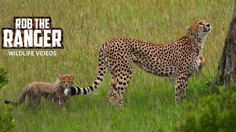 Wild Cheetah With SEVEN Cubs! | Maasai Mara Safari | Zebra Plains
