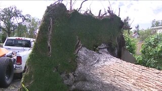 Brighton residents cleaning up fallen trees, debris following Saturday storm