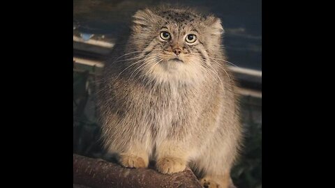 Zelenogorsk the Pallas's cat is chilling on his tail